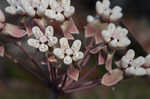 Pinewoods milkweed